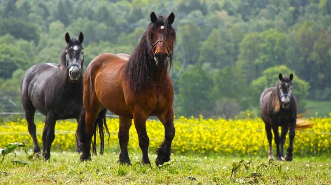 cropped-horses-484004_960_720-1.jpg